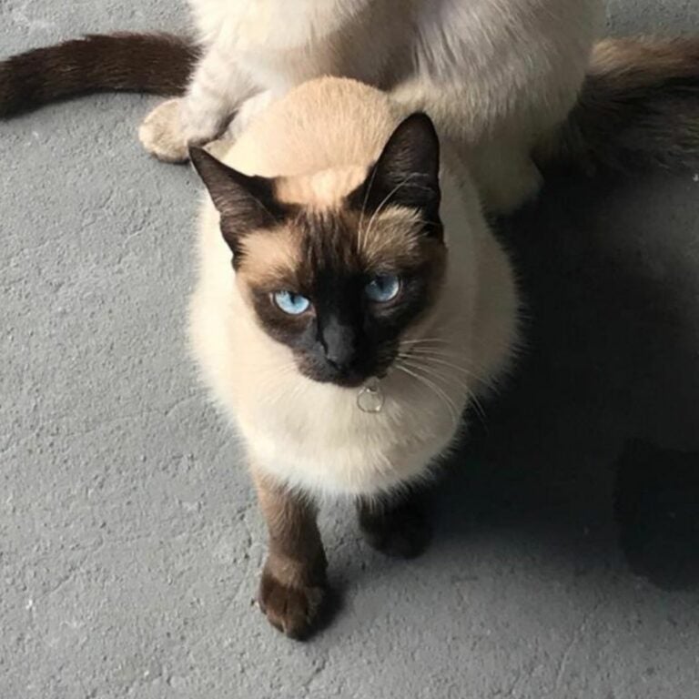 Advogado diz que gatinha sumiu próximo à rua onde animais foram envenenados