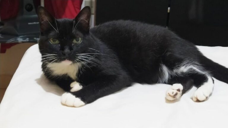 Moradora de Umuarama oferece recompensa para localizar gatinha
