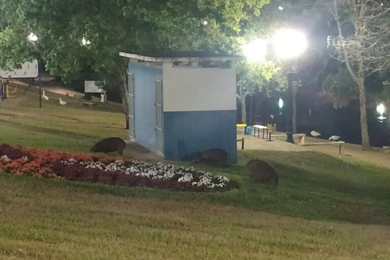 Família de capivaras é flagrada no lago Aratimbó, em Umuarama