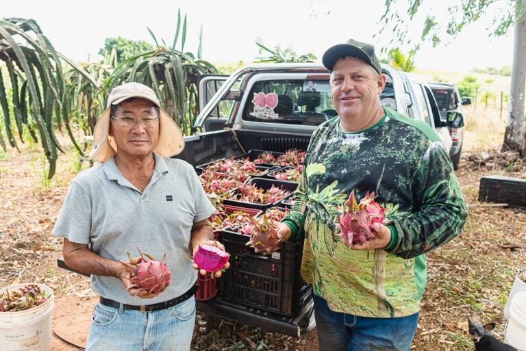 Produtores de Pitaia