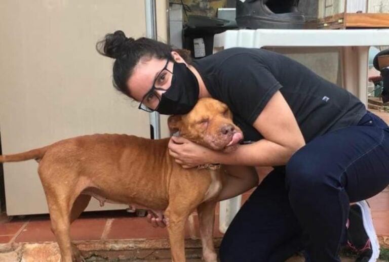 Cadela resgatada por ONG de Altônia se recupera e precisa de um lar
