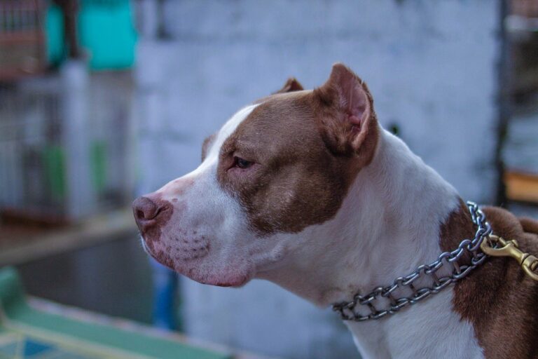 Homem xinga policiais e é detido após pit bull atacar vizinha na rua