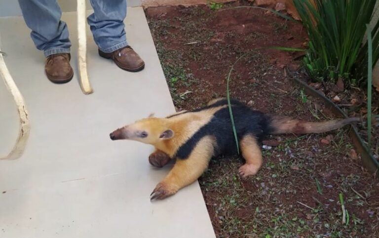 Morador de Pérola encontra tamanduá em casa e animal é resgatado