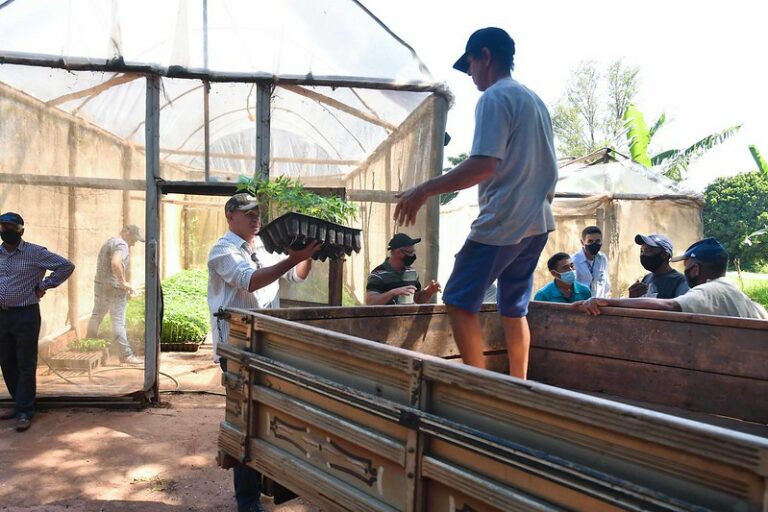 Distribuição de 5 mil mudas ajuda a ampliar o cultivo de mamão em Umuarama