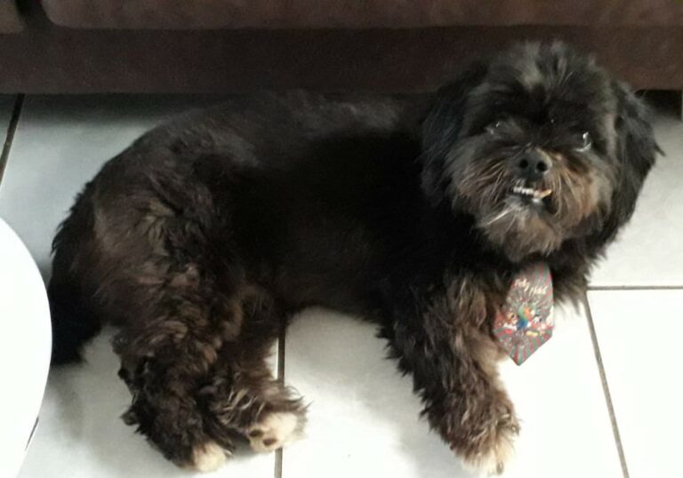 Moradora de Umuarama acha cachorrinho e pede ajuda para encontrar tutor