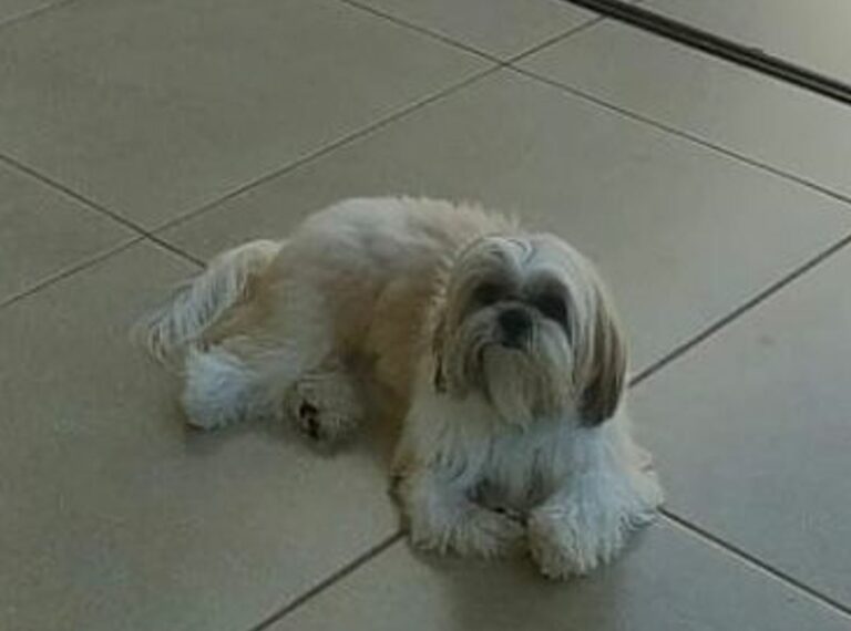 Após reportagem de OBemdito, cãozinho Maike é localizado na av. São Paulo