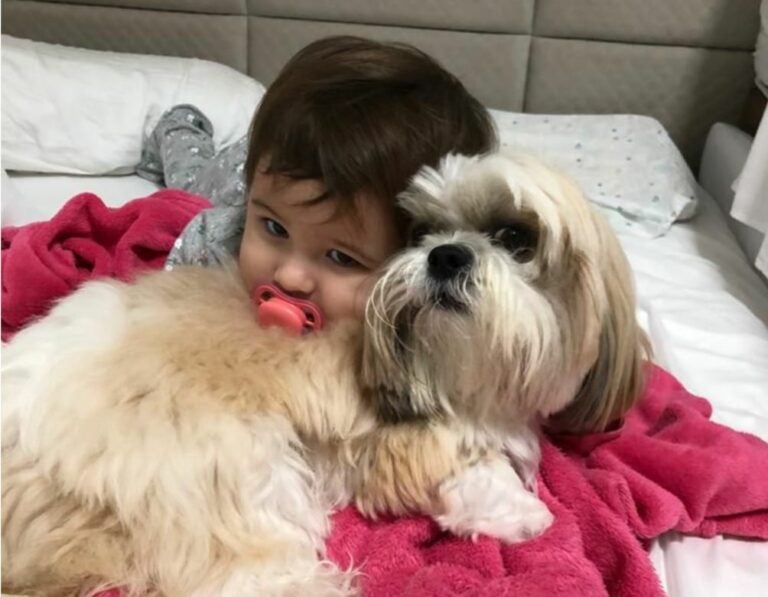 Cãozinho Maike, companheiro de uma criança, desaparece na rua Minas Gerais