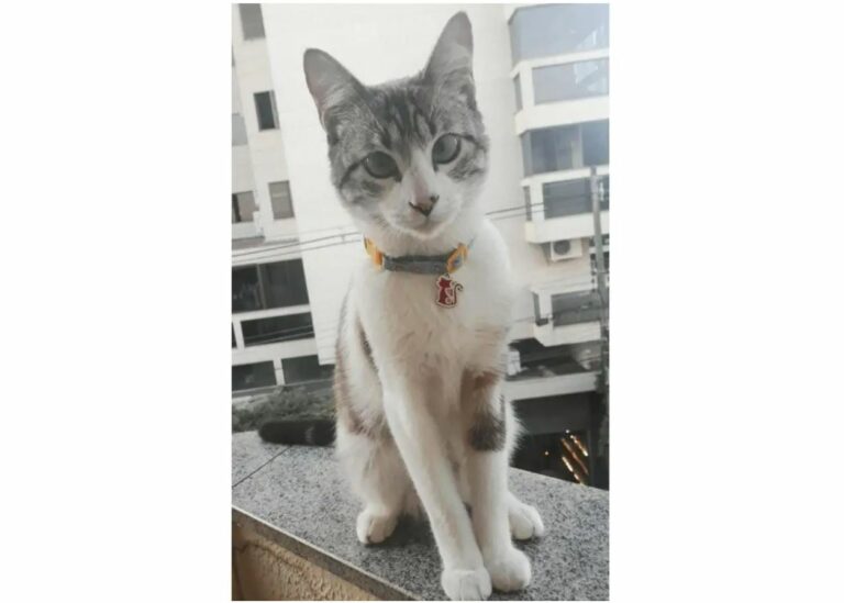 Gatinho Thomas volta para casa após dias desaparecido e já está com a tutora
