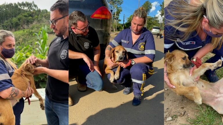 Idoso que abusava de cães há 15 anos é preso no Paraná e diz que Deus perdoará