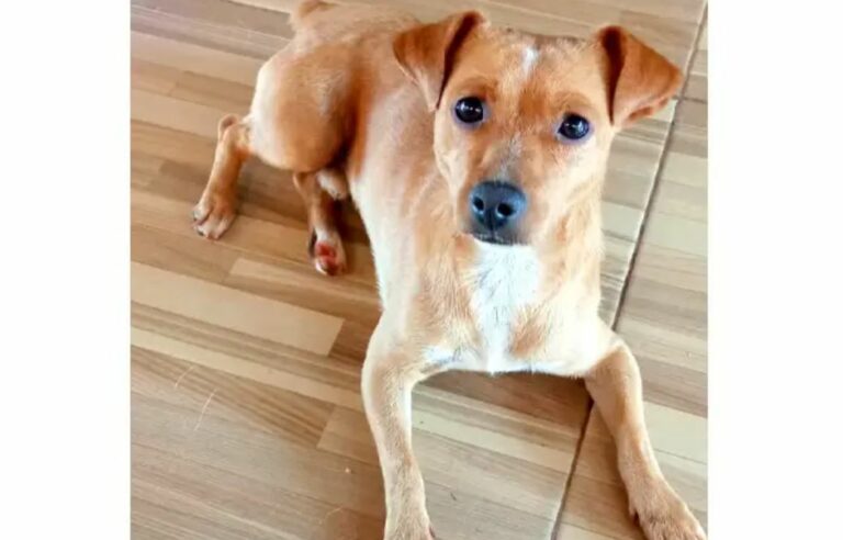 Tutora encontra cãozinho Scooby perto da praça Anchieta, em Umuarama