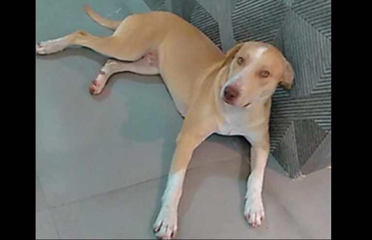 Tutor procura cachorro Thor que despareceu no Jardim das Garças III, em Umuarama