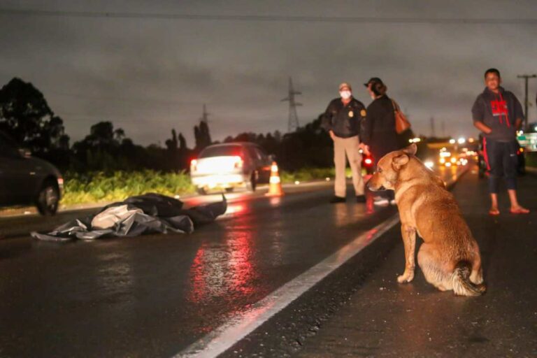 BR-476: mulher morre atropelada e cachorro fica ao lado da dona até a chegada do atendimento