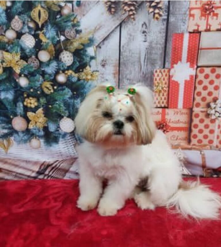 Cruzeiro do Oeste: Cãozinho Ned volta para casa mas ainda falta encontrar a Nala