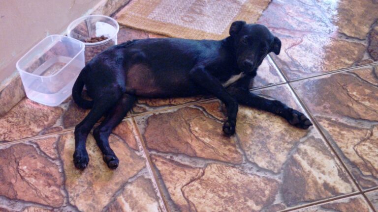 Umuarama: Homem encontra cachorrinho perdido e pede ajuda para localizar o tutor