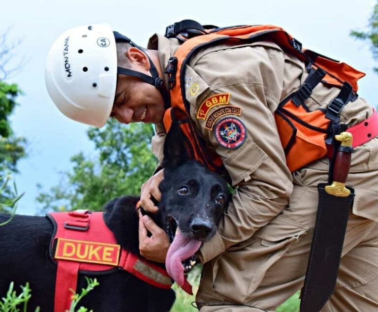 Cães bombeiros substituem até 30 militares em ações de buscas e salvamentos