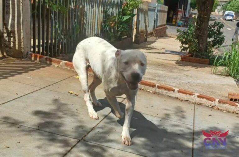 Homem é acusado de ter praticado sexo com cachorra pitbull e polícia investiga