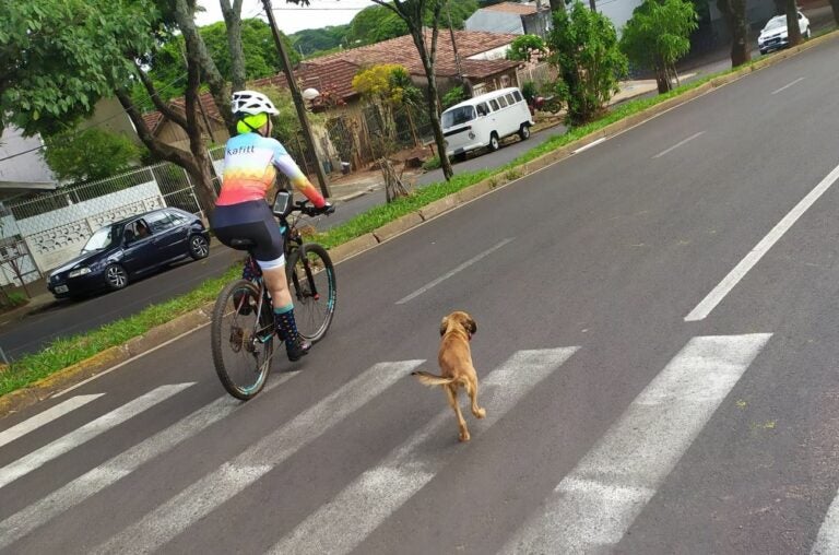 Vídeo: Ciclistas de Umuarama resgatam cadelinha que estava na rua