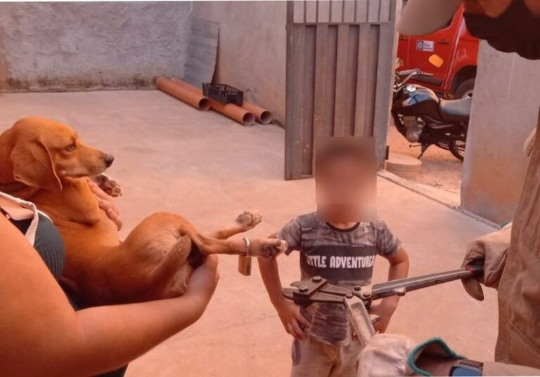 Criança tranca cadeado em pata de cachorro e bombeiros são acionados