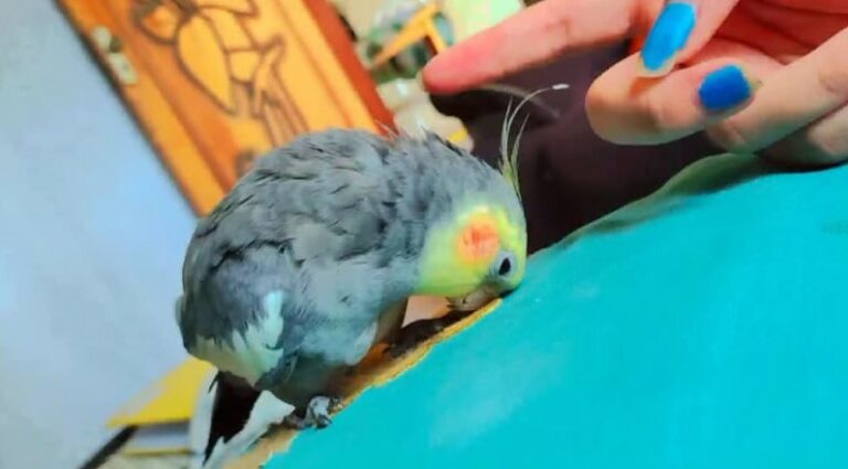 Calopsita desaparece no bairro Dom Pedro II em Umuarama e tutora pede ajuda para encontra-la