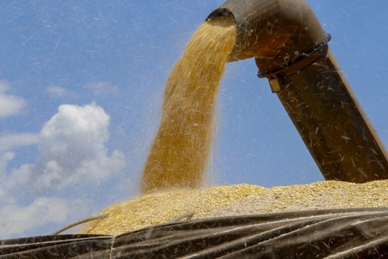 Com estiagem, agricultura paranaense estima redução nas safras de soja, milho e feijão