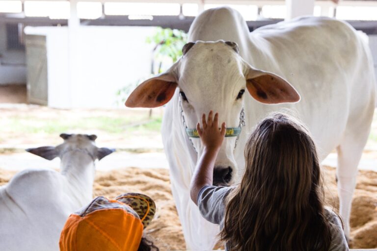 Pelo menos 7 mil animais estarão nos leilões e pavilhões de argola da Expo Umuarama
