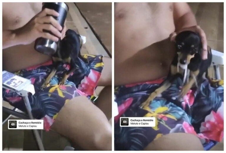 Estudante de veterinária é denunciado após dar bebida alcoólica a cachorrinho