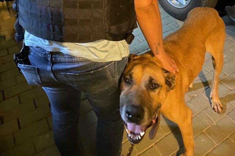Homem é preso ao ser flagrado agredindo cachorro no meio da rua