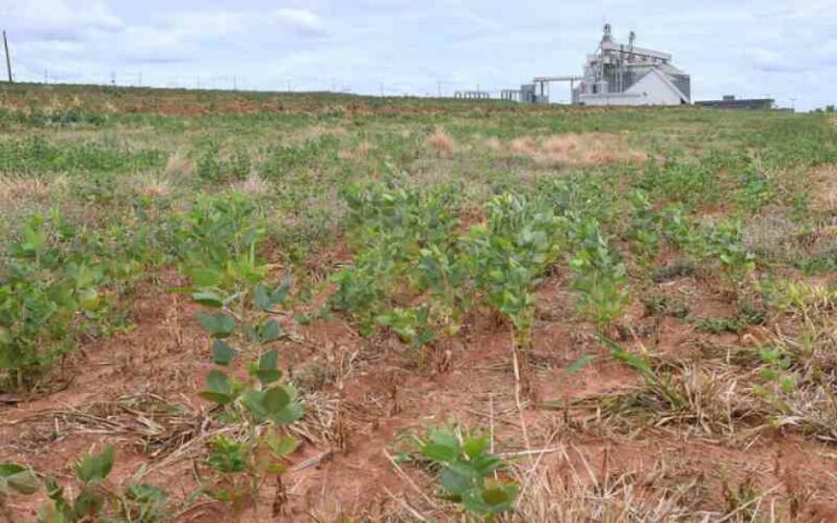Governo Federal reconhece situação de emergência em Umuarama pela estiagem