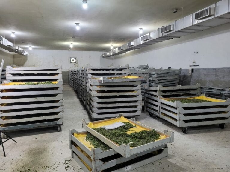 Deriva de agrotóxicos em Umuarama tira renda de 220 famílias de sericicultores