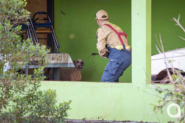 Bombeiros e Guarda são acionados para capturar cão bravo em propriedade rural