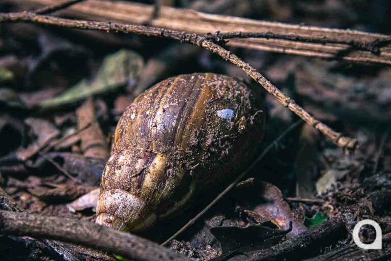 Temperaturas amenas favorecem para o surgimento de caramujos no Bosque Uirapuru