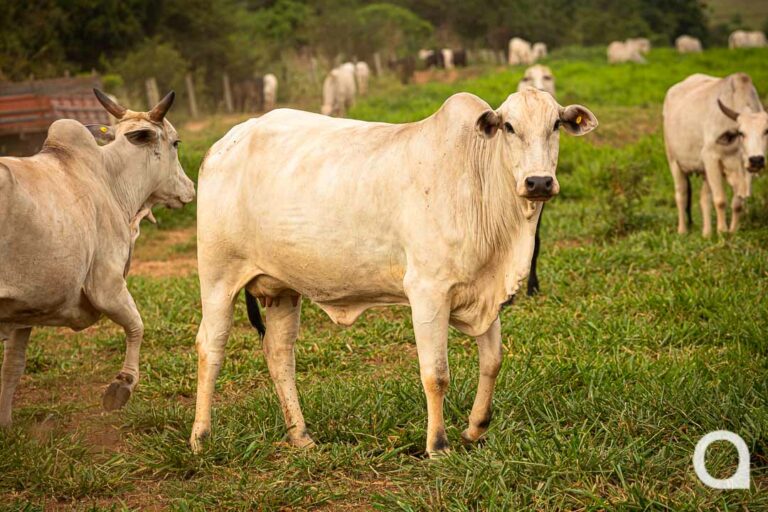 Veterinário alerta pecuaristas da região para surgimento de focos da raiva bovina