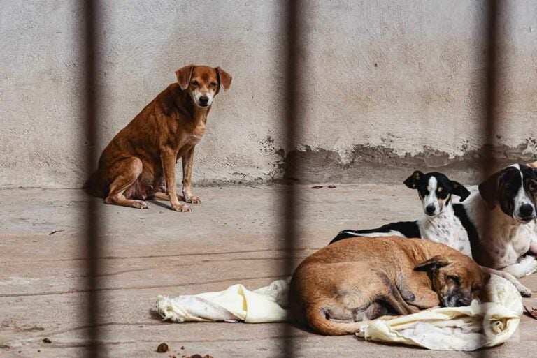 Saau de Umuarama pede doação de rações para cães e gatos