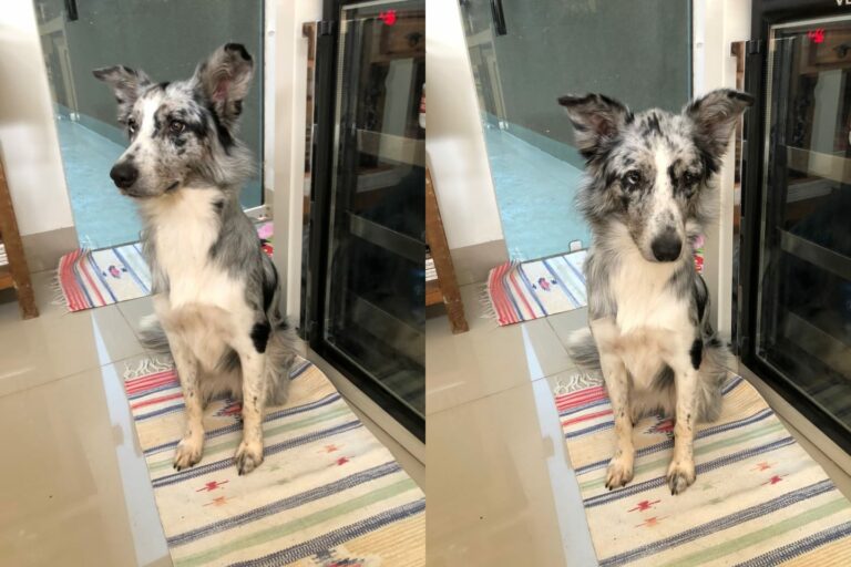 Morador procura tutores de cachorra encontrada no jardim Europa, em Umuarama