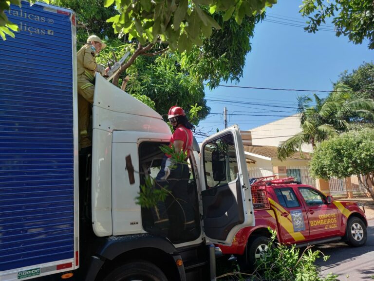Susto: Galho cai sobre caminhão que transportava flores em Umuarama