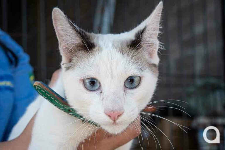 Gato é resgatado do bueiro pelo Corpo de Bombeiros
