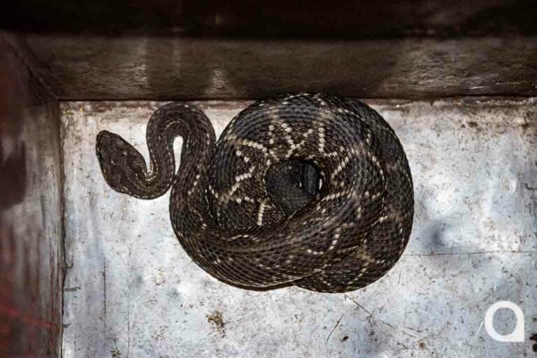 Bombeiros resgatam cobra Cascavel no lar de idosos em Umuarama