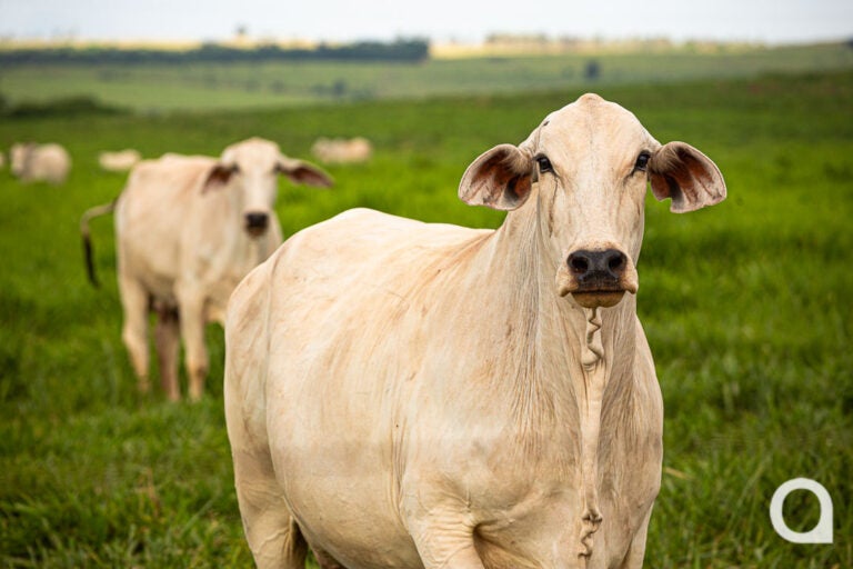 Dois animais são furtados de propriedade rural na Estrada Aeroporto, em Umuarama