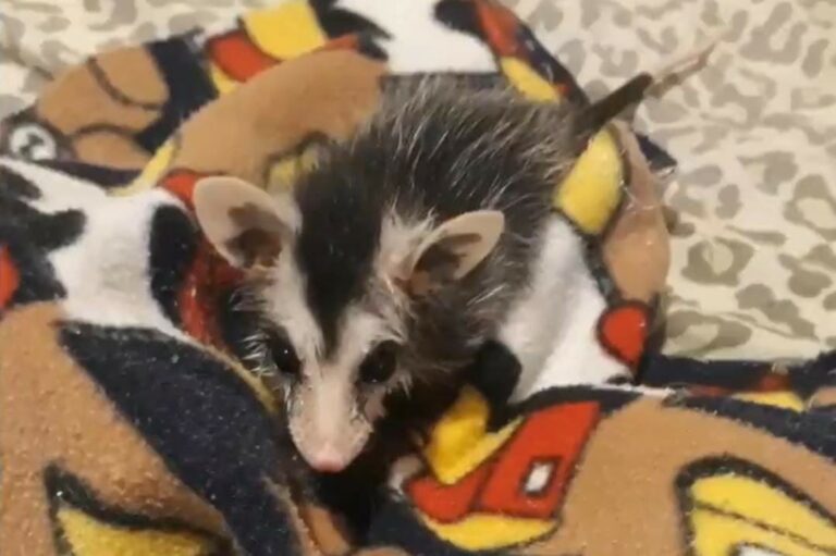 Mulher cria gambá como animal de estimação e diz que ele é o mais cheiroso do mundo