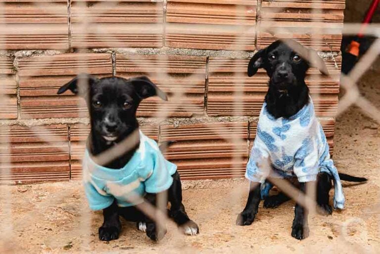 Saau necessita de cobertores e roupinhas para animais abrigados devido as baixas temperaturas
