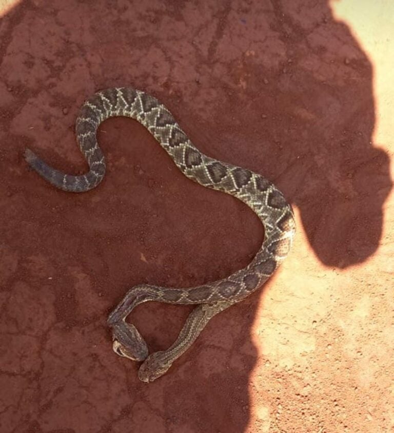Cobra de duas cabeças é achada em sítio na entrada de Xambrê