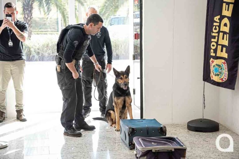 PF realiza demonstração do trabalho de cães farejadores no Shopping Palladium