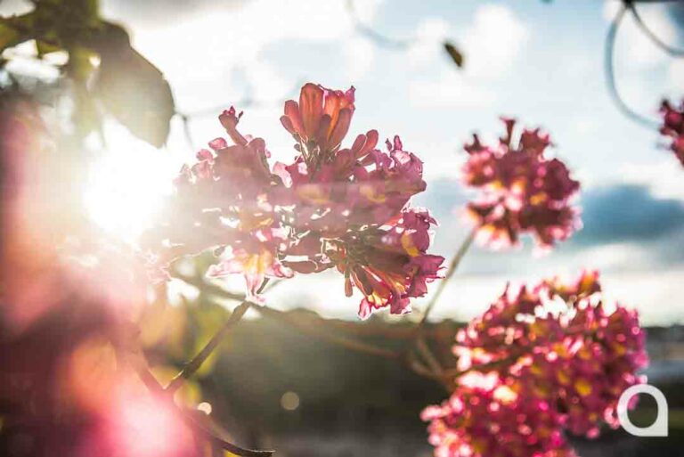 Florada dos ipês encanta quem circula pelas ruas de Umuarama