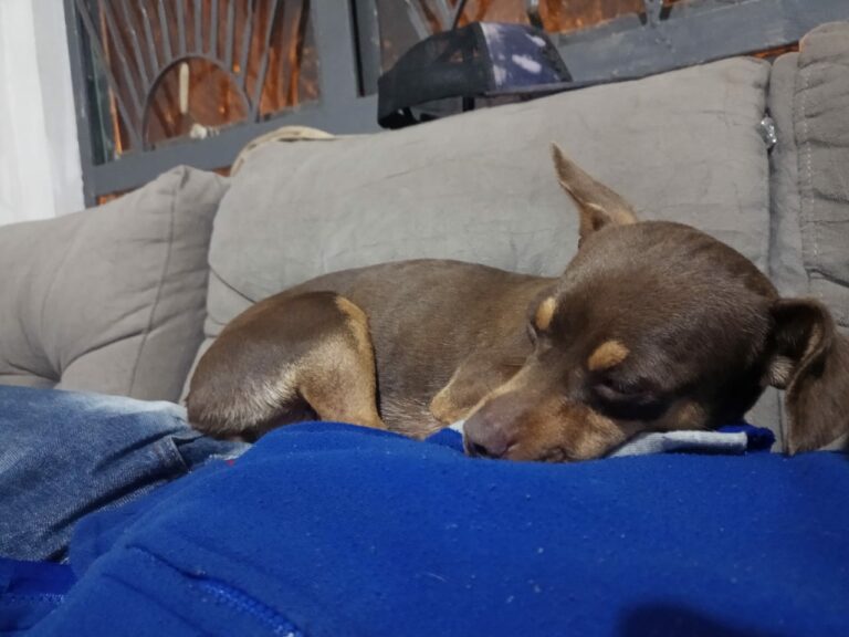 Cachorrinha que ‘fugiu para ver Bolsonaro’ em Umuarama quer voltar para casa