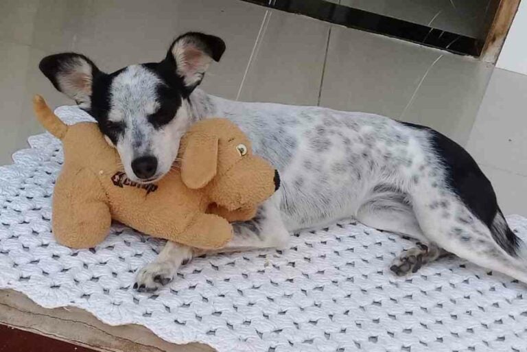 Tutora procura a cachorrinha Tuca que desapareceu no Jardim Paraíso