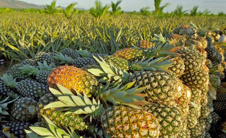 Prefeitura vai oferecer mudas frutíferas e apoio para pequenos produtores rurais