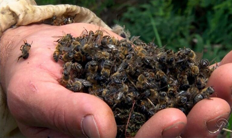 Milhares de abelhas aparecem mortas na Estrada Cedro em possível crime ambiental
