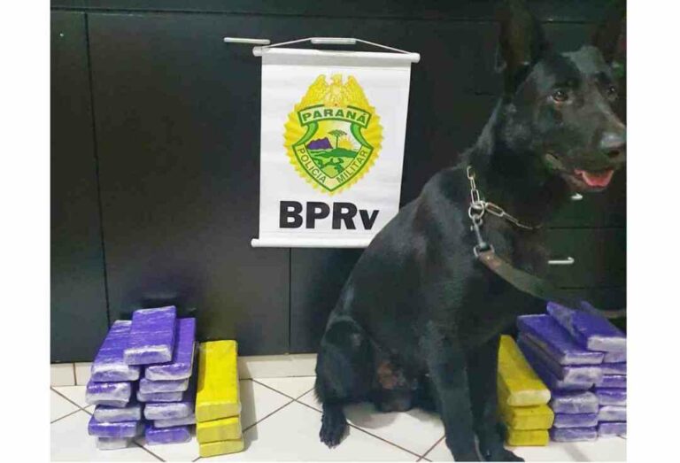 Polícia apreende mais de 23 quilos de maconha em 2 ônibus na PR-323, em Cruzeiro do Oeste
