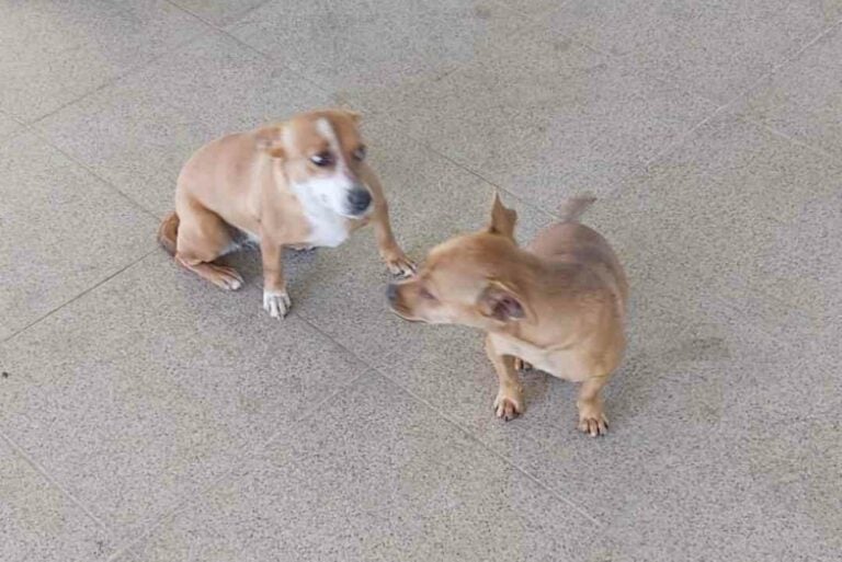 Dois cãezinhos estão vagando na rodoviária de Umuarama, aparentemente perdidos