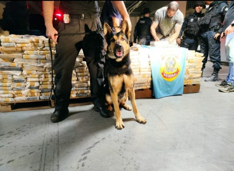 Morre Darth, cão que ajudou na apreensão de toneladas de drogas pela PF de Guaíra